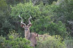 Kudu Bull