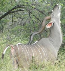 Kudu Bull