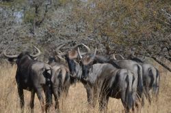 Wildebeest