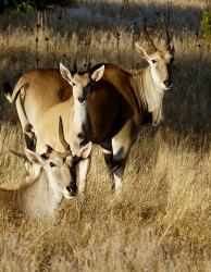 Eland