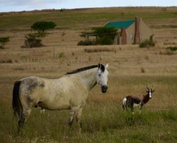 Mister Finley with his bontebok