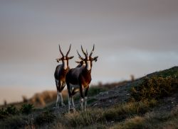Bontebok at Kwetu