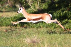 Springbok testing his flying skills