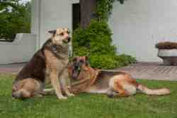 Our Four Legged Friends