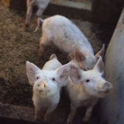 Piglets on the farm