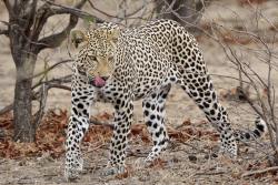 Leopard