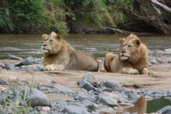 Game Drive 