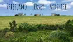 The 3 cottages:  Friesland, Ayrshire and Jersey