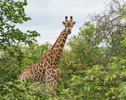 Giraffe