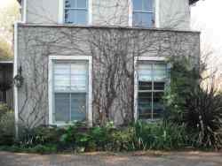 The self catering flat - a filigree  of Boston ivy stems in Winter.