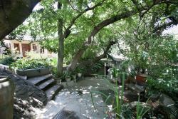 A forest in the heart of Joburg