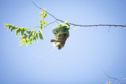 Wake up to the sound of bird song