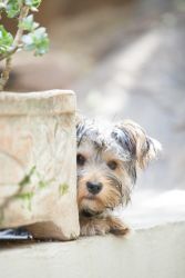 The Pool Cottage is pet friendly, small dogs allowed