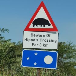 Hippos in town at night