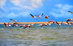 Resident flamingos on fly past