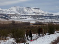 Horses in the snow