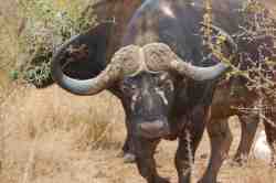 Buffalo sighting, Kruger National Park