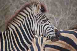 Zebra sighting, Kruger National Park