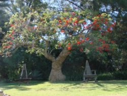 Coral Tree