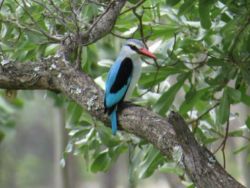 Superb Birding