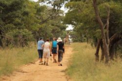 Walking with Giraffe and Gemsbok
