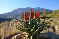 Aloes in Matjiesvlei