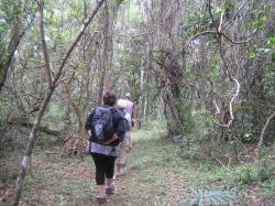 Forest Hike
