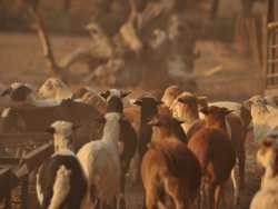 Sheep