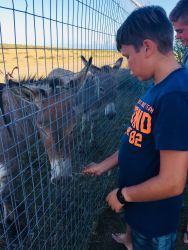 Farm Animals