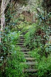 Indigenous Forest