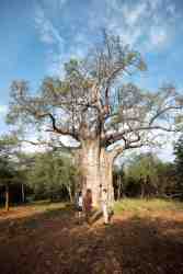 Magnificent Baobab