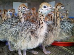 Baby Ostriches in Nursery