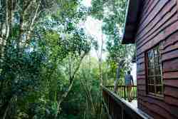 Tree frog forest cabin