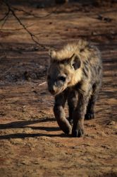 Hyena