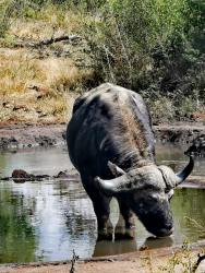 Buffalo