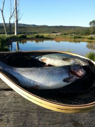 Trout fishing