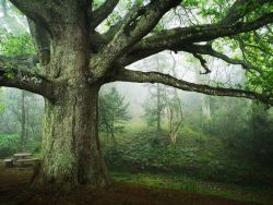 Mount Parks iconic Oak tree and forests