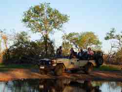 Game drives in open safari vehicles