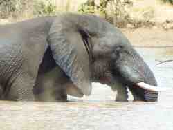 Elephants frolic in the water