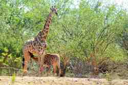 A giraffe calf suckles  