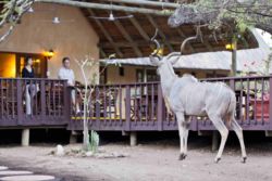 Kudu visiting almost daily