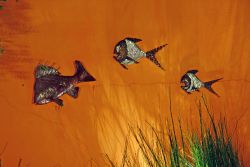 Courtyard Fish!