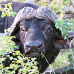 Join us on a big 5 game drive