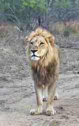 Join us on a big 5 game drive