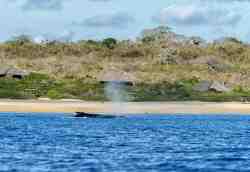Whales at your doorstep Jun-Sep