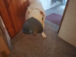 Silly pets!