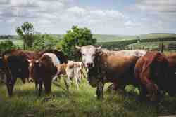 Animals on the farm