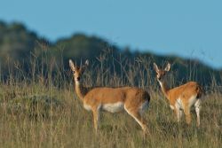 beautiful oribi