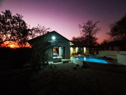 Ostrich Hide by night