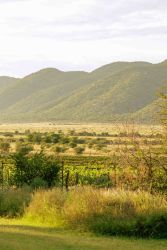Otavi Vineyard